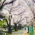 谷中霊園 桜並木
