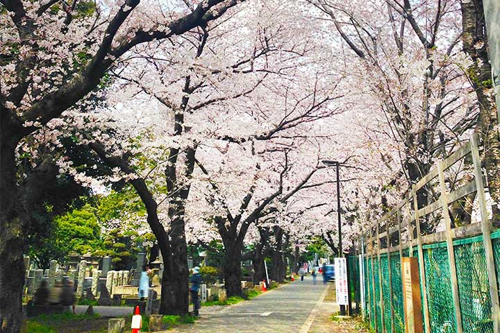 谷中霊園 桜並木
