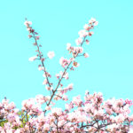上野恩賜公園の「寒桜」が開花！