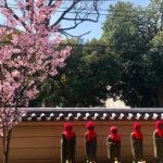 寛永寺 根本中堂境の桜開花情報！動画あり（2020/03/19）