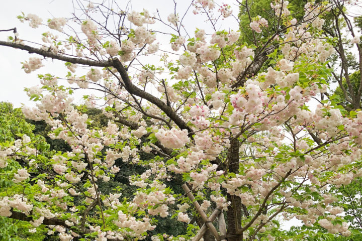 上野公園桜_20200417_03