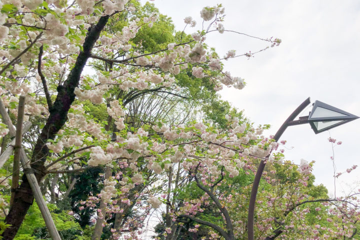 上野公園桜_20200417_02