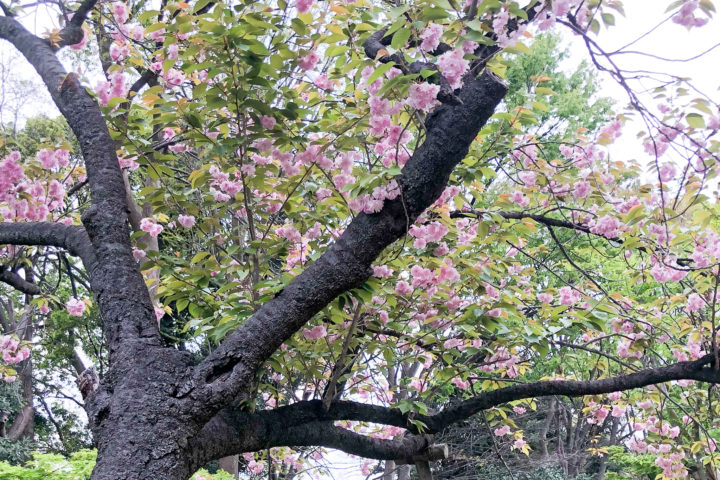 上野公園桜_20200417_04