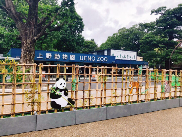 上野動物園 ジャイアントパンダ「シャンシャン」三歳になりました！！