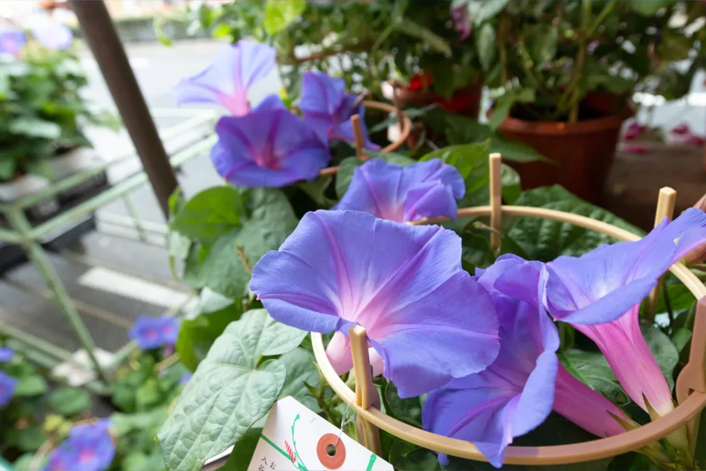 入谷朝顔まつり 朝顔