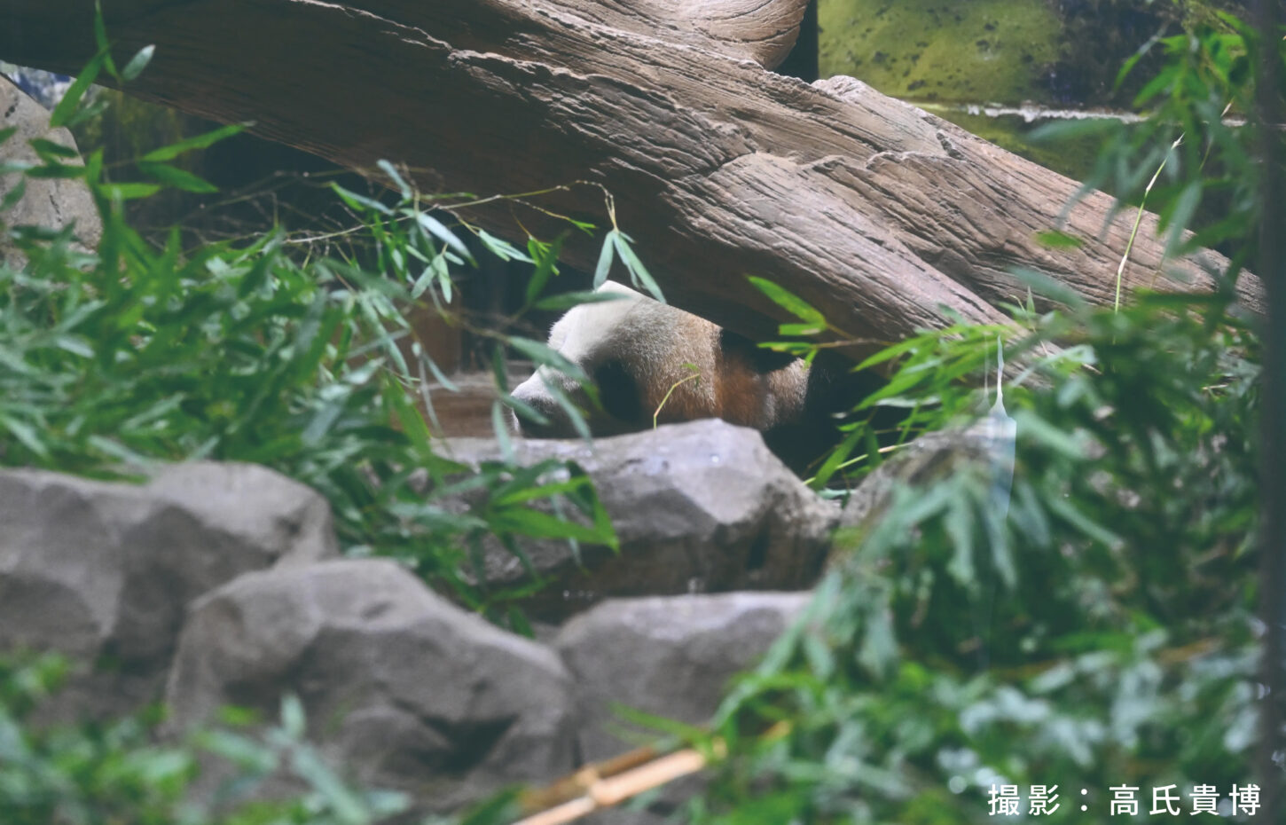 観覧日最終日のシャオシャオ