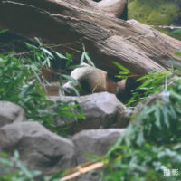 観覧日最終日のシャオシャオ