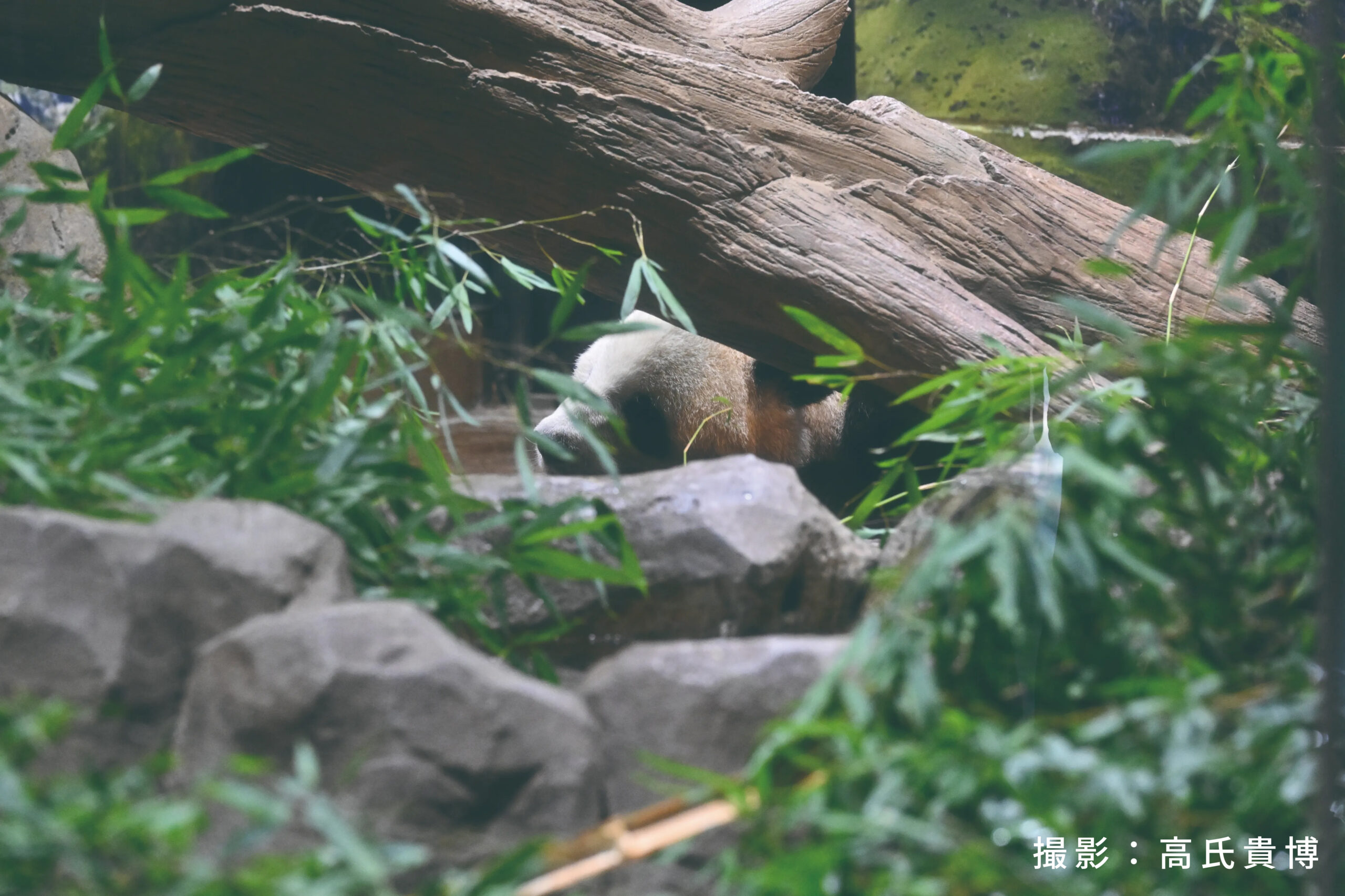 観覧日最終日のシャオシャオ
